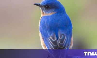 Material inspirado no Bluebird pode aumentar a vida útil da bateria